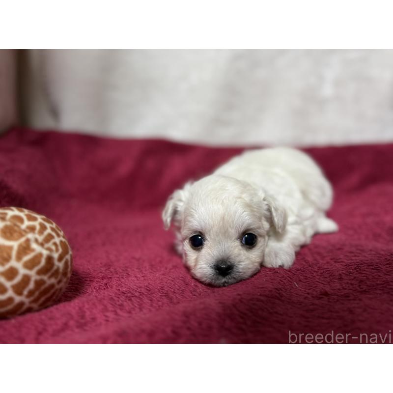 販売中の東京都のチワマル:チワワ×マルチーズ-432761の2枚目