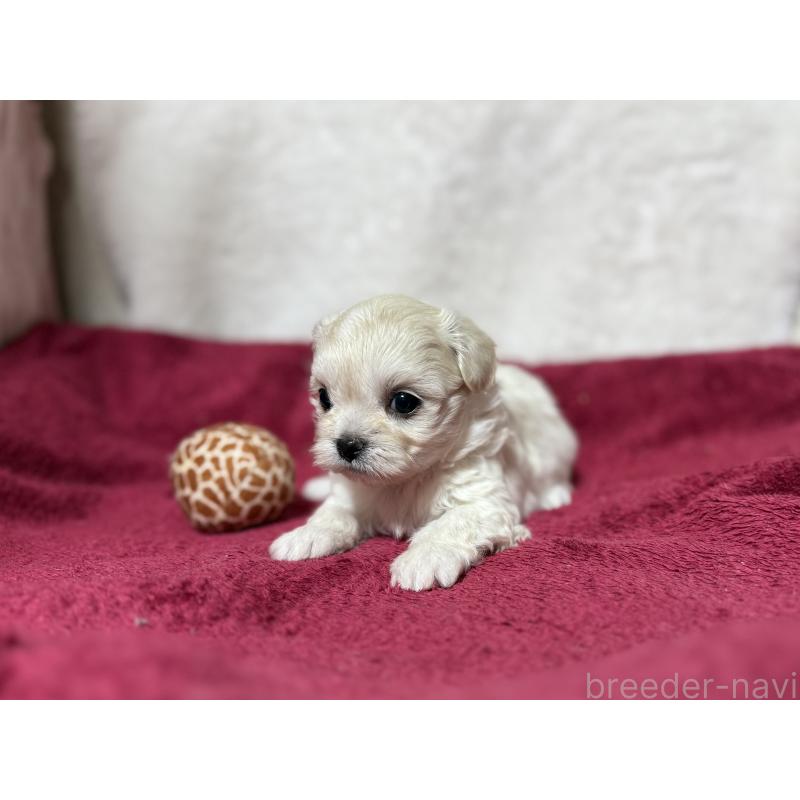 販売中の東京都のチワマル:チワワ×マルチーズ-432762の9枚目