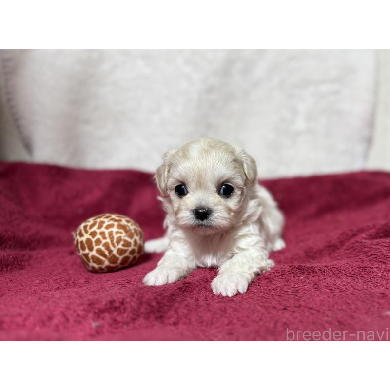 販売中の東京都のチワマル:チワワ×マルチーズ-432762