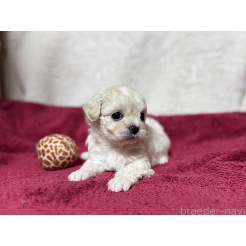 販売中の東京都のチワマル:チワワ×マルチーズ-432762の8枚目