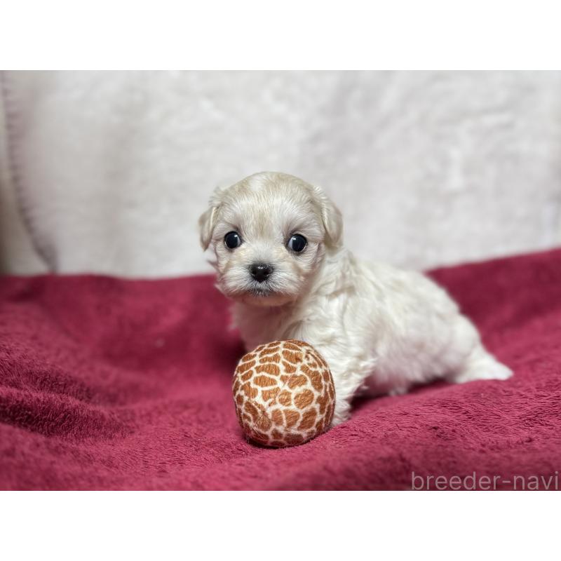 販売中の東京都のチワマル:チワワ×マルチーズ-432762の7枚目