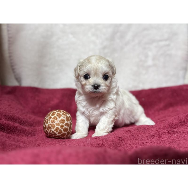 販売中の東京都のチワマル:チワワ×マルチーズ-432762の6枚目