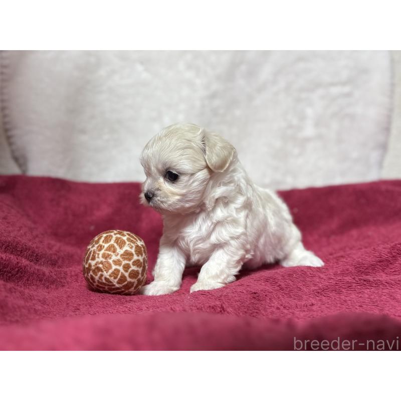 販売中の東京都のチワマル:チワワ×マルチーズ-432762の5枚目