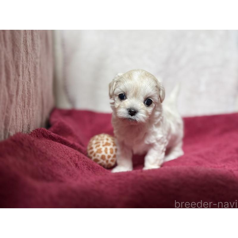 販売中の東京都のチワマル:チワワ×マルチーズ-432762の4枚目