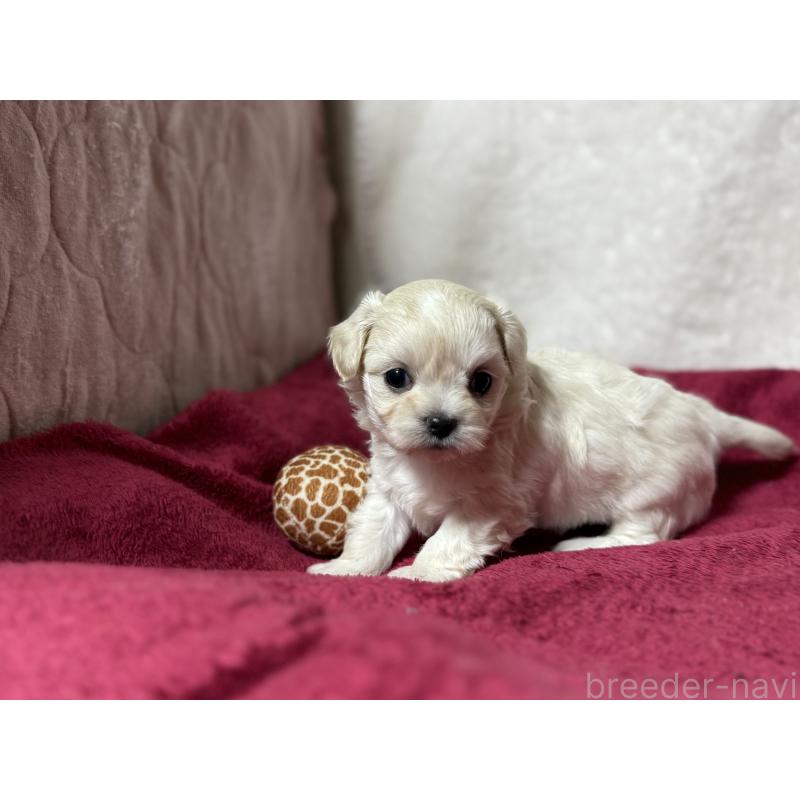 販売中の東京都のチワマル:チワワ×マルチーズ-432762の3枚目