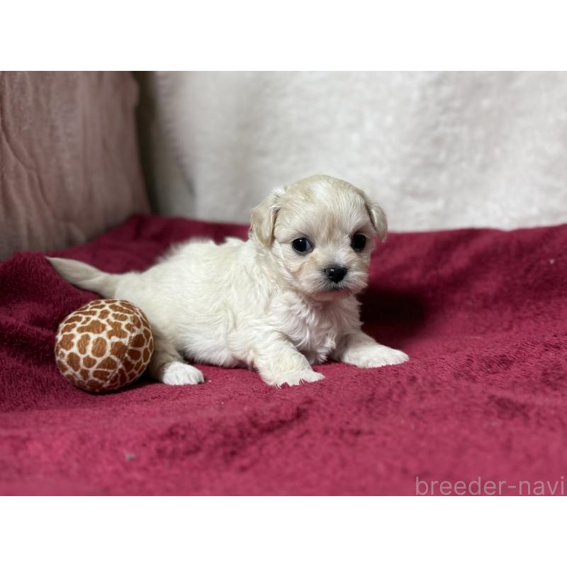 販売中の東京都のチワマル:チワワ×マルチーズ-432762の2枚目