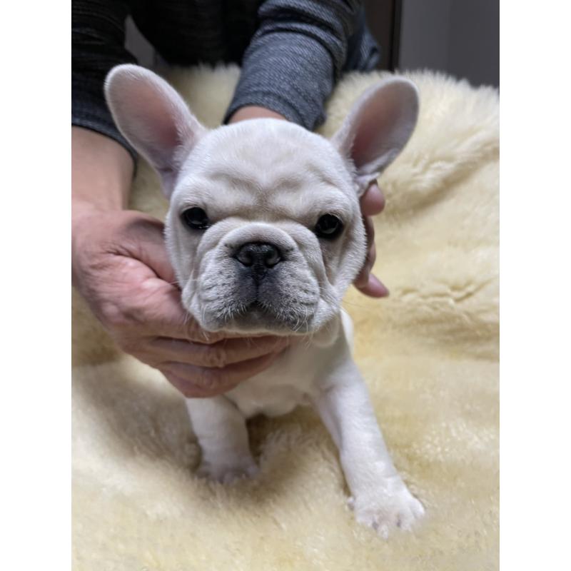 販売中の和歌山県のフレンチブルドッグ-426874の10枚目