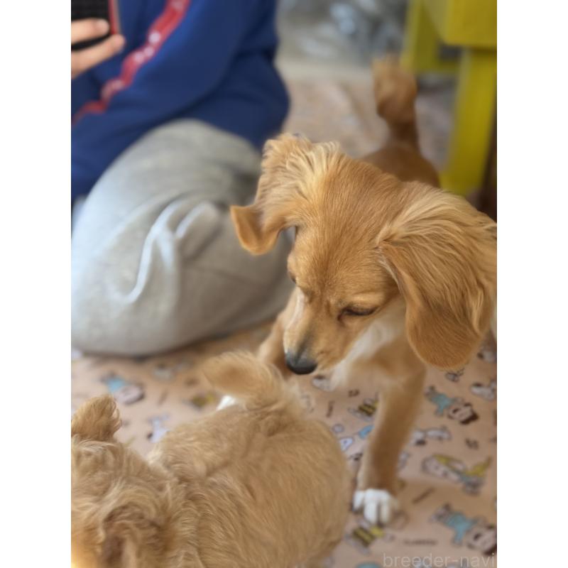 販売中の宮崎県のミックス犬-432570の4枚目