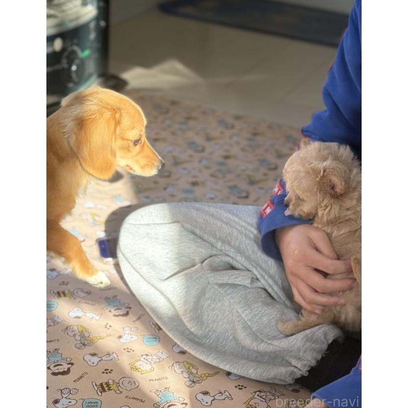 販売中の宮崎県のミックス犬-432570の3枚目