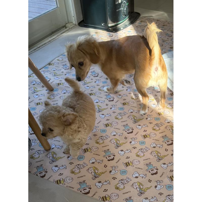 販売中の宮崎県のミックス犬-432570の2枚目