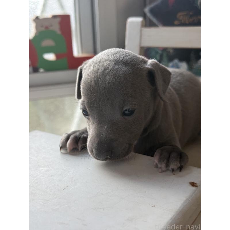 販売中の宮崎県のイタリアングレーハウンド(イタグレ)-432763の9枚目