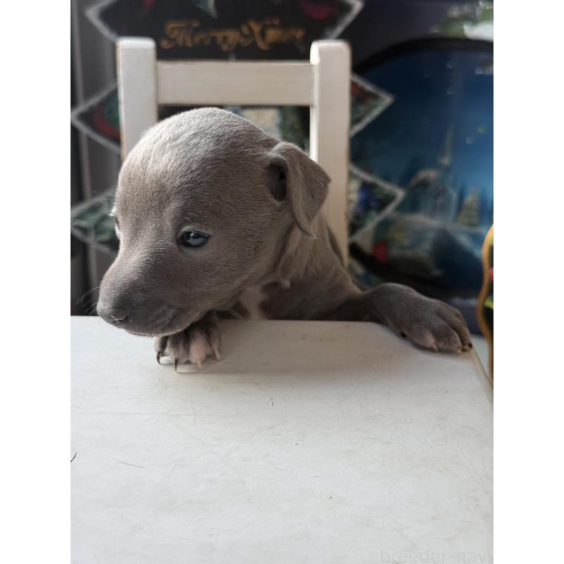 販売中の宮崎県のイタリアングレーハウンド(イタグレ)-432763の7枚目