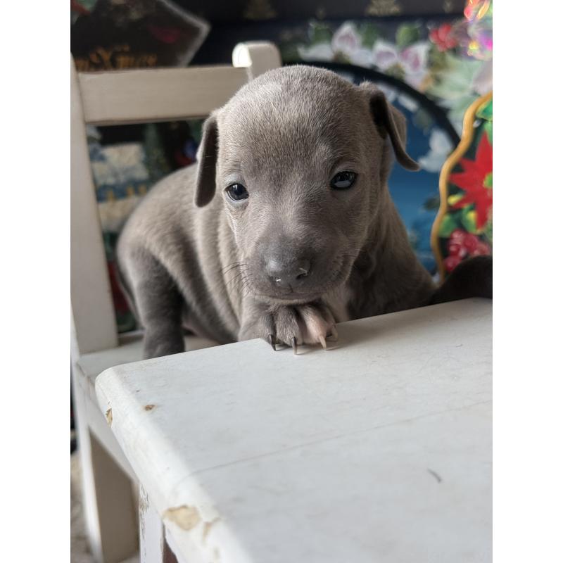 販売中の宮崎県のイタリアングレーハウンド(イタグレ)-432763の6枚目