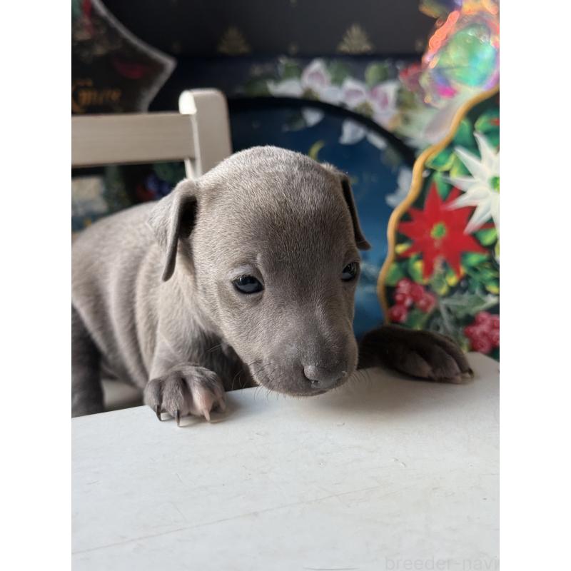 販売中の宮崎県のイタリアングレーハウンド(イタグレ)-432763の5枚目