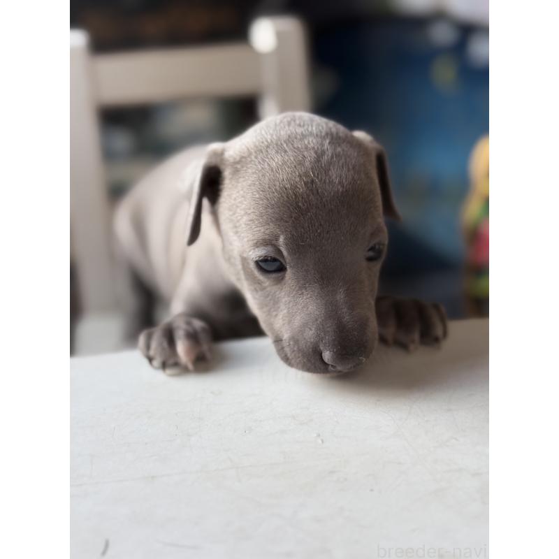 販売中の宮崎県のイタリアングレーハウンド(イタグレ)-432763の4枚目