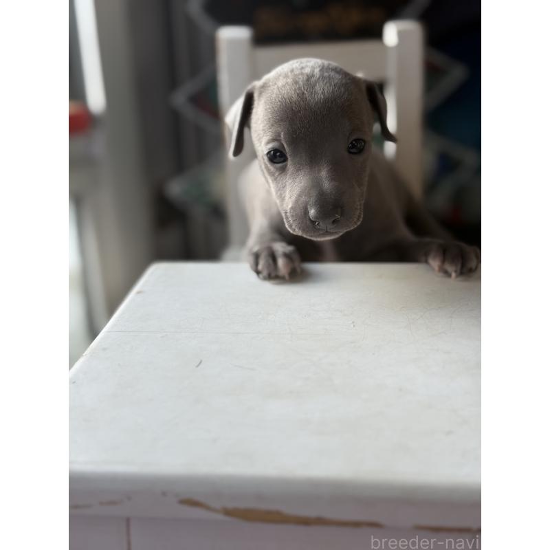 販売中の宮崎県のイタリアングレーハウンド(イタグレ)-432763の3枚目