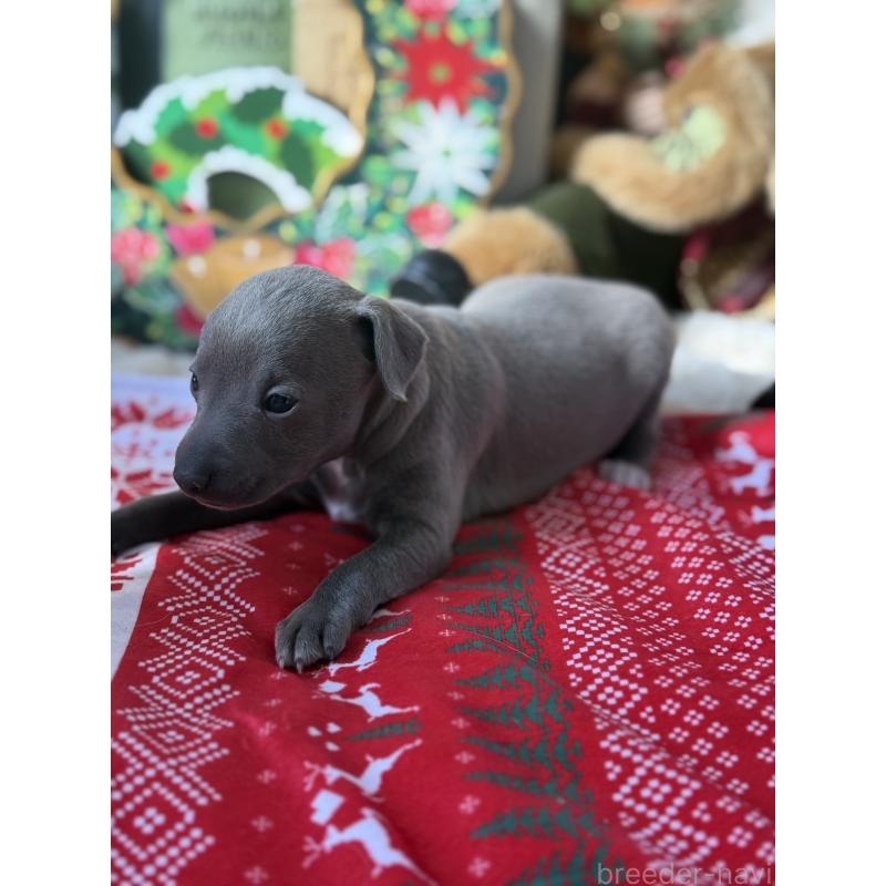 販売中の宮崎県のイタリアングレーハウンド(イタグレ)-432763の2枚目