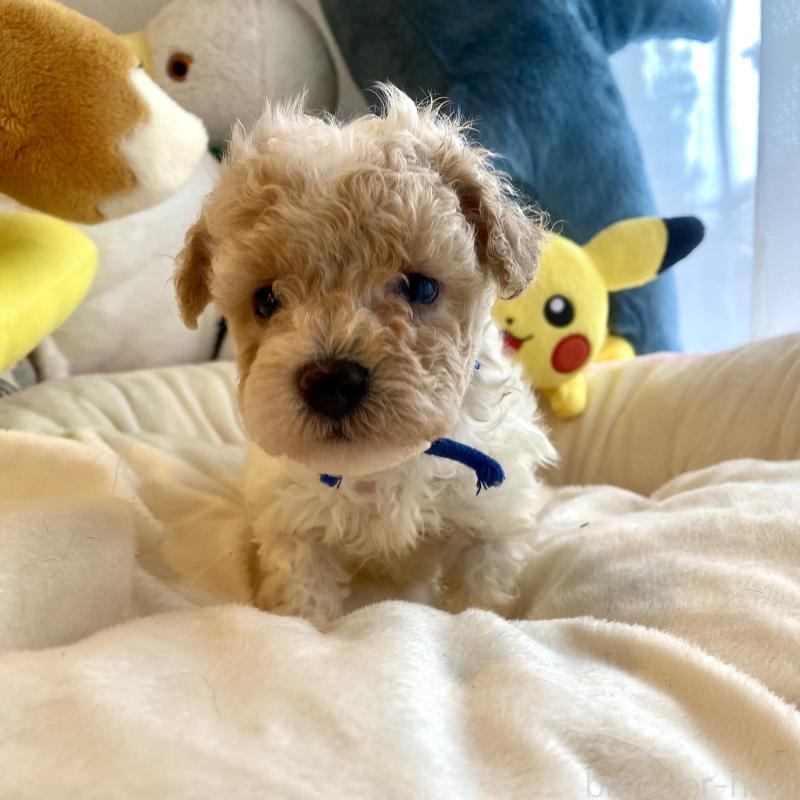 販売中の東京都のビションプー:ビションフリーゼ×トイプードル-430970