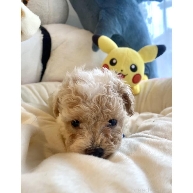 商談中の東京都のビションプー:ビションフリーゼ×トイプードル-430970の26枚目