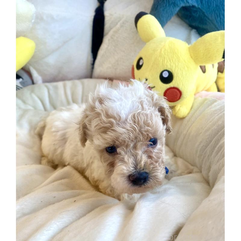 商談中の東京都のビションプー:ビションフリーゼ×トイプードル-430970の25枚目