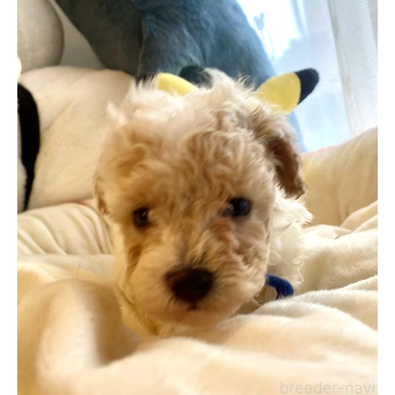 商談中の東京都のビションプー:ビションフリーゼ×トイプードル-430970の24枚目