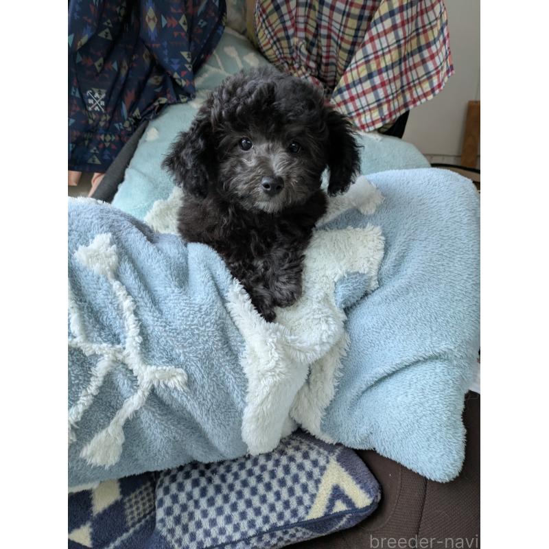 成約済の千葉県のビションプー:ビションフリーゼ×トイプードル-429896の3枚目