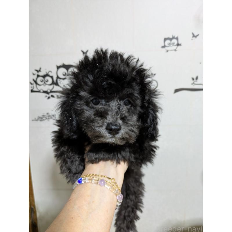 販売中の千葉県のビションプー:ビションフリーゼ×トイプードル-425070の2枚目