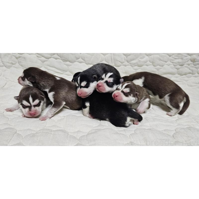 販売中の岩手県のシベリアンハスキー-432764の1枚目