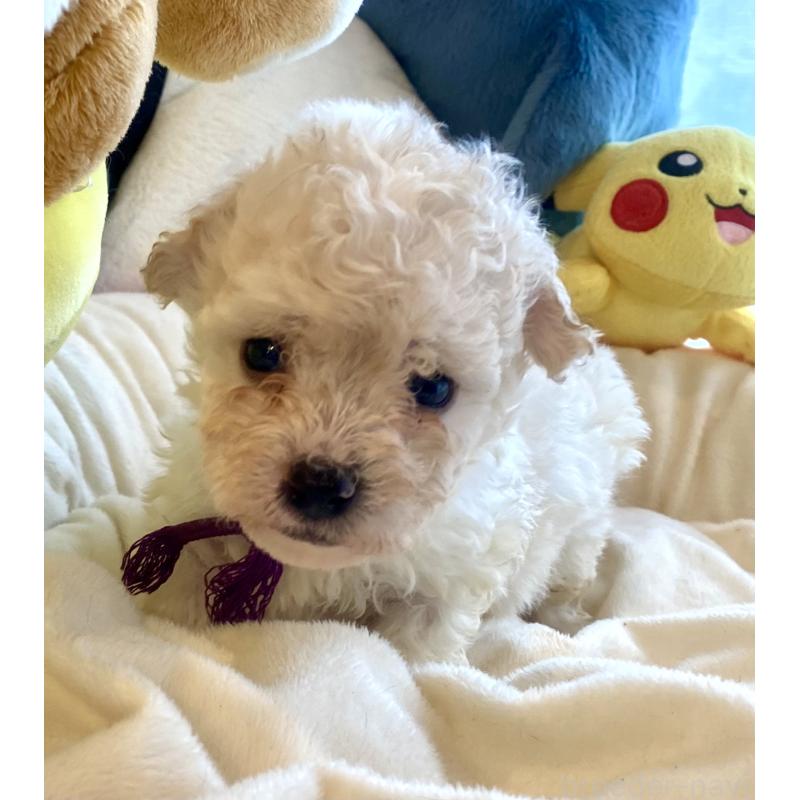 販売中の東京都のビションプー:ビションフリーゼ×トイプードル-430971