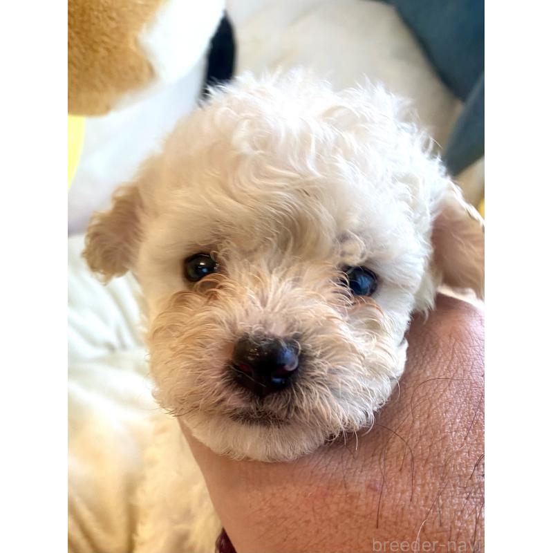 商談中の東京都のビションプー:ビションフリーゼ×トイプードル-430971の32枚目