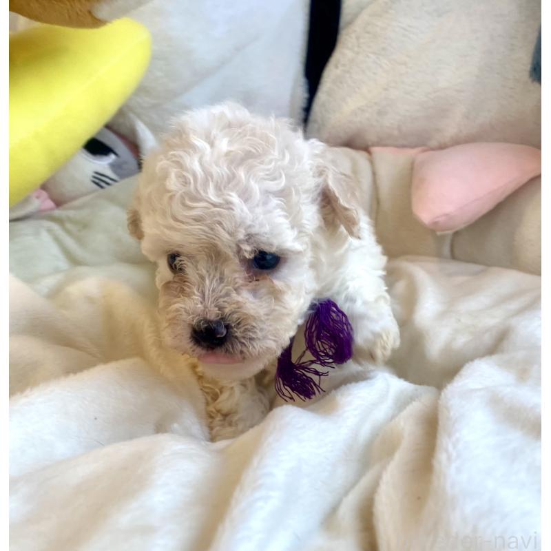 商談中の東京都のビションプー:ビションフリーゼ×トイプードル-430971の31枚目