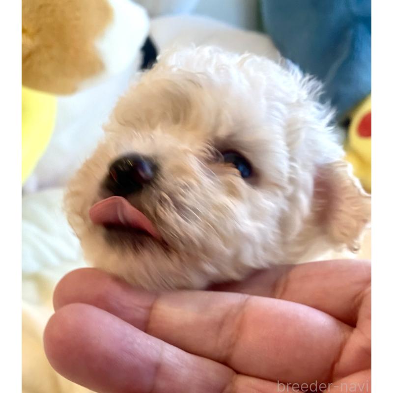 商談中の東京都のビションプー:ビションフリーゼ×トイプードル-430971の30枚目