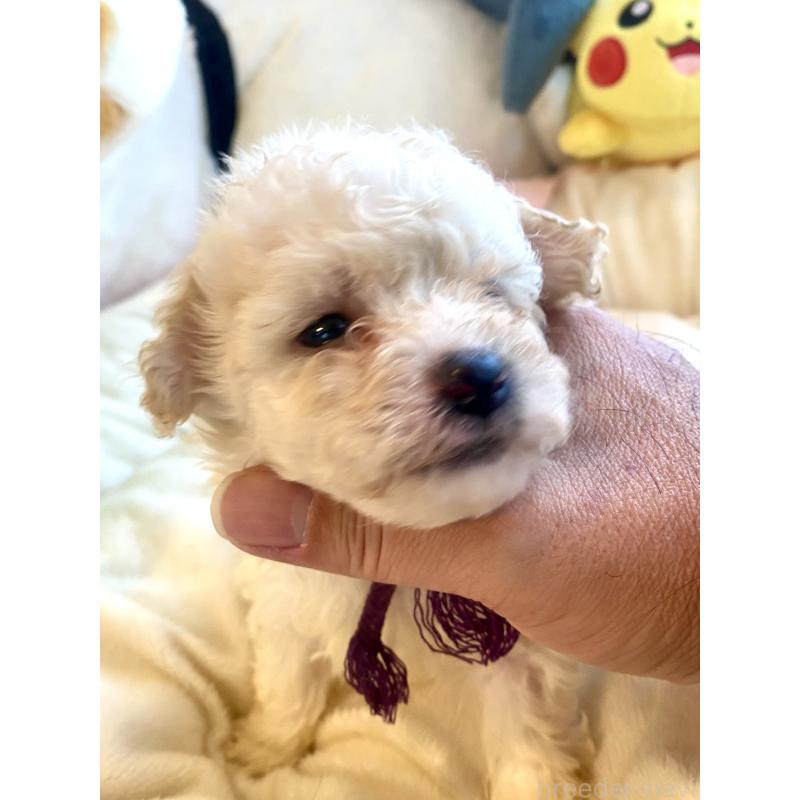 商談中の東京都のビションプー:ビションフリーゼ×トイプードル-430971の29枚目