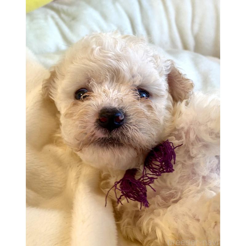 商談中の東京都のビションプー:ビションフリーゼ×トイプードル-430971の28枚目