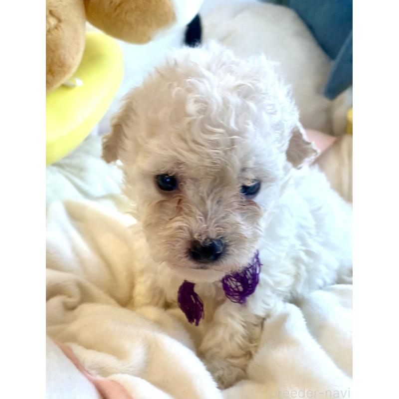 商談中の東京都のビションプー:ビションフリーゼ×トイプードル-430971の27枚目