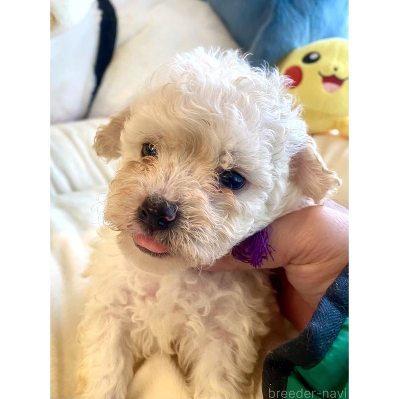 商談中の東京都のビションプー:ビションフリーゼ×トイプードル-430971の26枚目