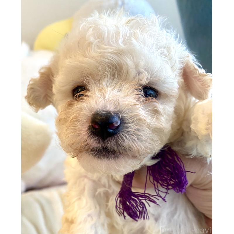 商談中の東京都のビションプー:ビションフリーゼ×トイプードル-430971の25枚目