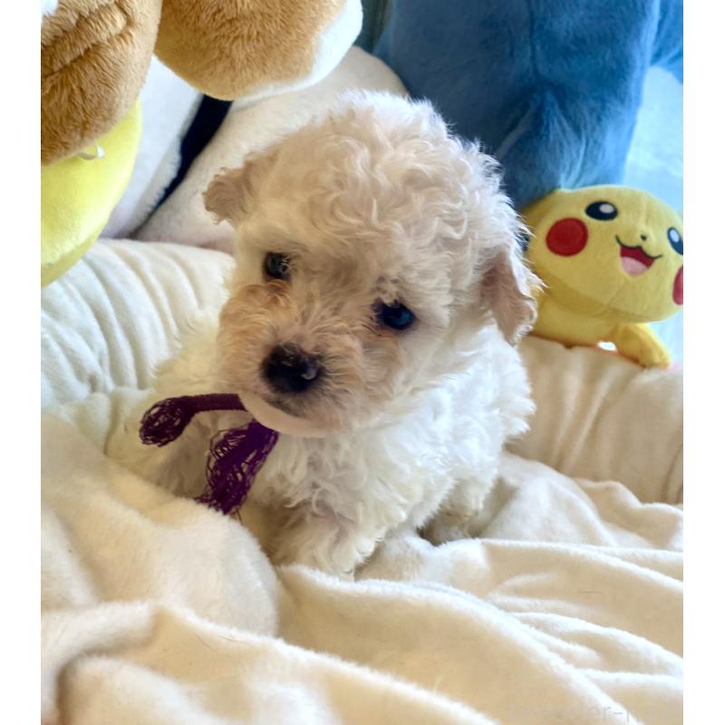 商談中の東京都のビションプー:ビションフリーゼ×トイプードル-430971の24枚目