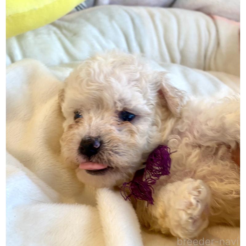 商談中の東京都のビションプー:ビションフリーゼ×トイプードル-430971の23枚目