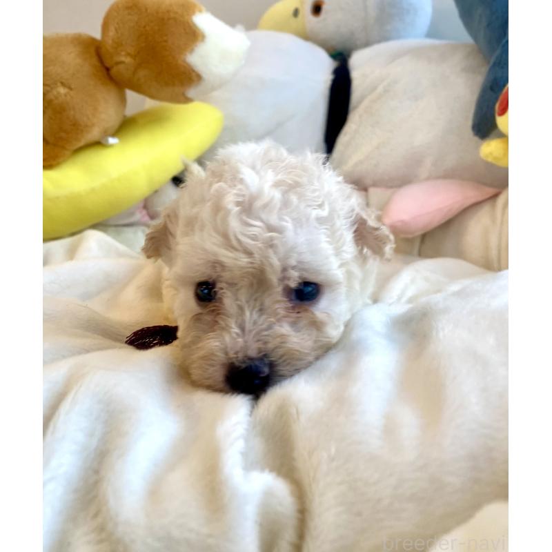 商談中の東京都のビションプー:ビションフリーゼ×トイプードル-430971の22枚目