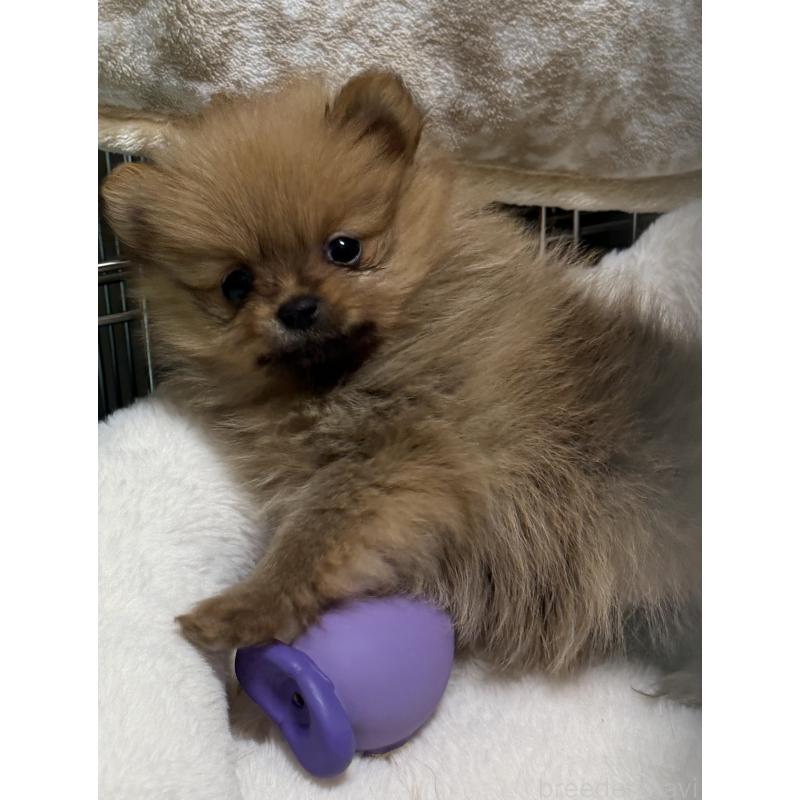 販売中の北海道のポメラニアン-432712の7枚目