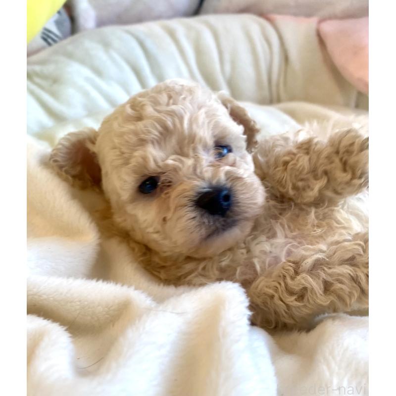 販売中の東京都のビションプー:ビションフリーゼ×トイプードル-430974の33枚目