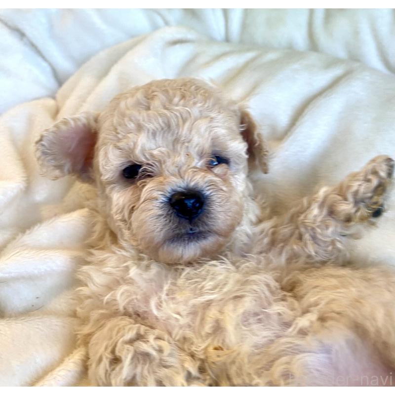 販売中の東京都のビションプー:ビションフリーゼ×トイプードル-430974の32枚目