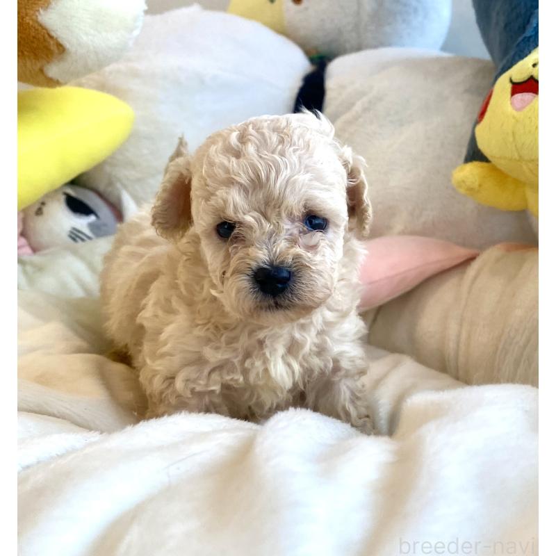 販売中の東京都のビションプー:ビションフリーゼ×トイプードル-430974