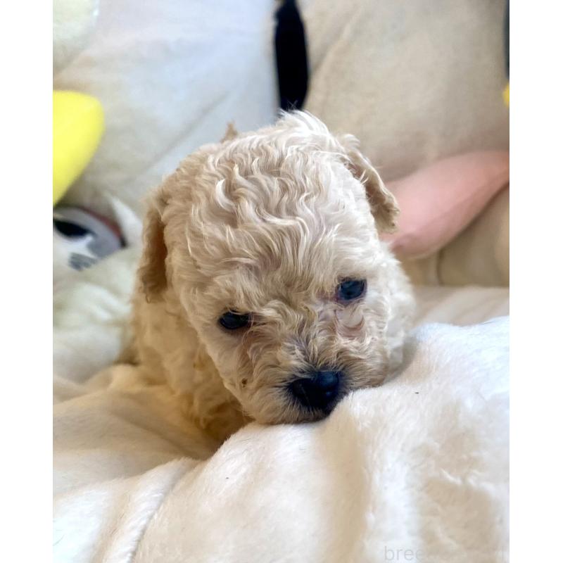 販売中の東京都のビションプー:ビションフリーゼ×トイプードル-430974の30枚目