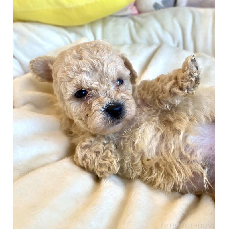 販売中の東京都のビションプー:ビションフリーゼ×トイプードル-430974の29枚目