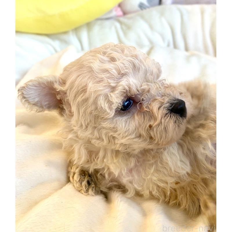 販売中の東京都のビションプー:ビションフリーゼ×トイプードル-430974の28枚目