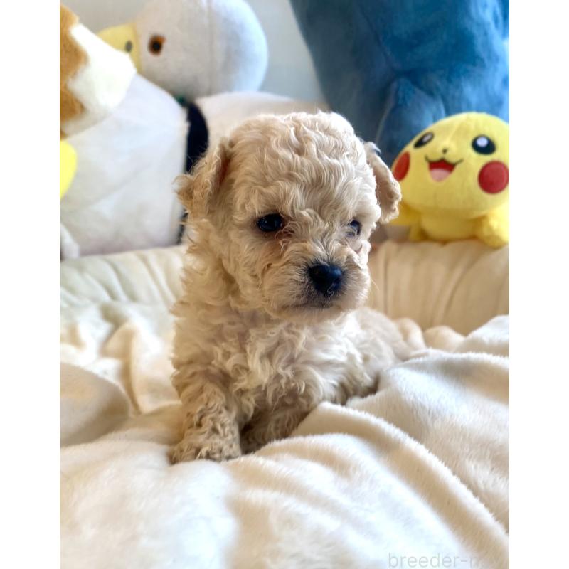 販売中の東京都のビションプー:ビションフリーゼ×トイプードル-430974の27枚目