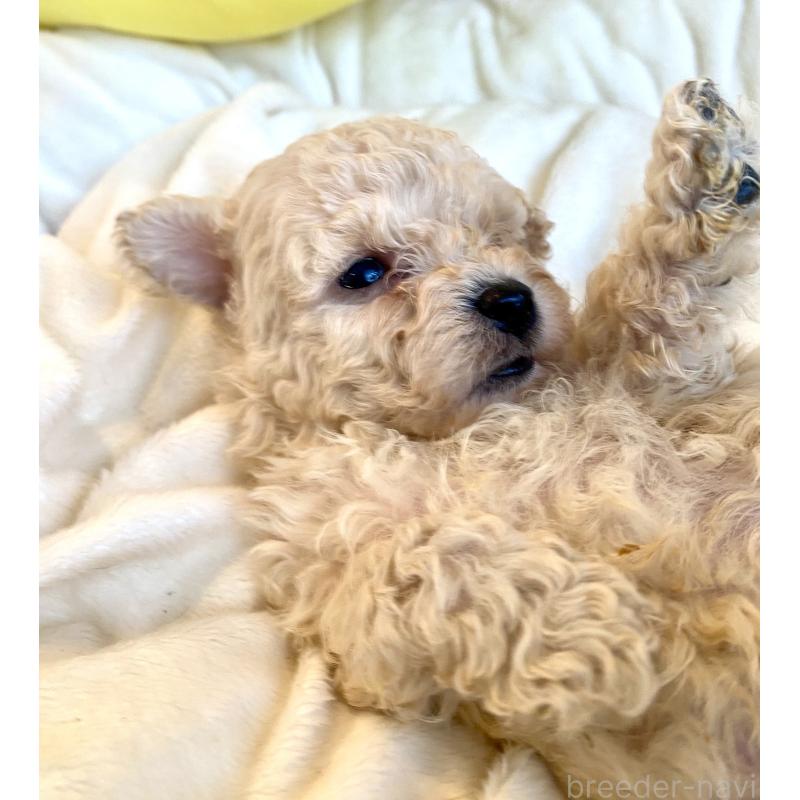 販売中の東京都のビションプー:ビションフリーゼ×トイプードル-430974の26枚目