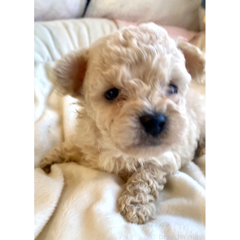 販売中の東京都のビションプー:ビションフリーゼ×トイプードル-430974の25枚目